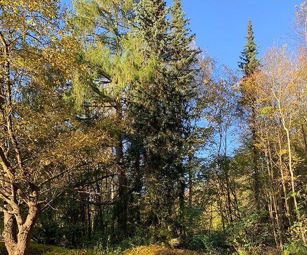 Få naturens ro til en skovbegravelse i i Gladsaxe, Valby, Herlev, Søborg, Enghave, København K, Frederiksberg, Egedal og nærområdet